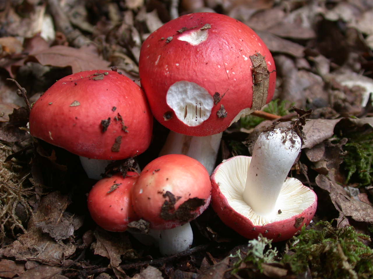 Russula pseudointegra ....